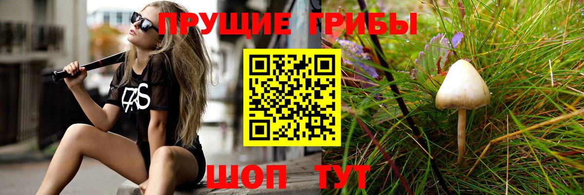 Галлюциногенные грибы Psilocybe Кемерово